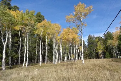 Aspens on Casper Mountain