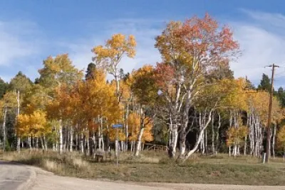 Aspens on Casper Mountain