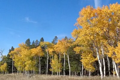Aspens on Casper Mountain