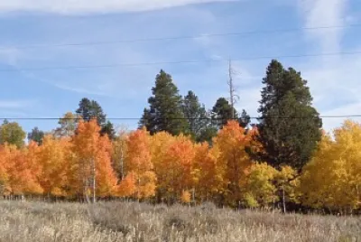 Aspens on Casper Mountain jigsaw puzzle