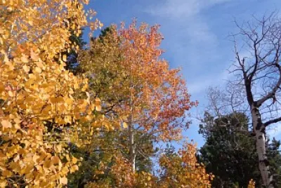 Aspens on Casper Mountain jigsaw puzzle