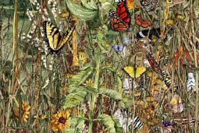 butterflies