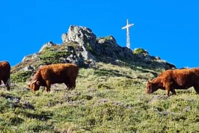 Vache