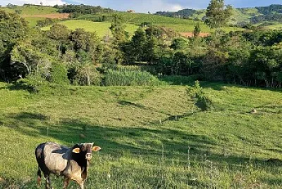 פאזל של Boi no pasto