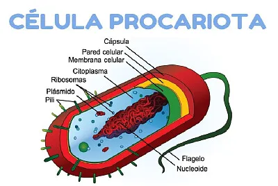 celula