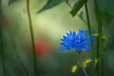 Toy