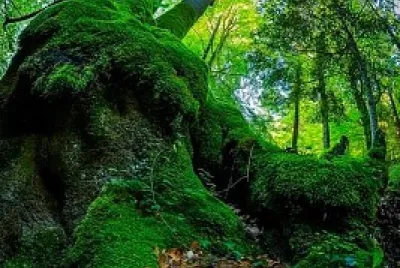 Árbol jigsaw puzzle