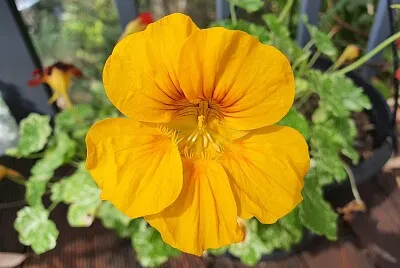 Yellow Nasturtium
