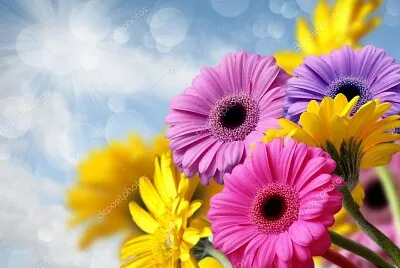 gerberas
