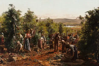 A colheita