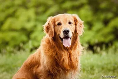 Cachorro
