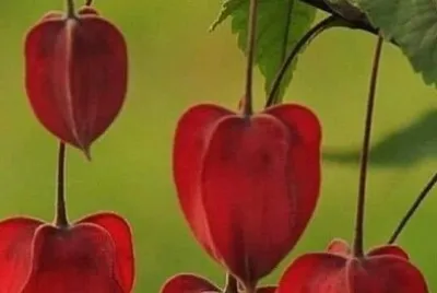 פאזל של 花賞