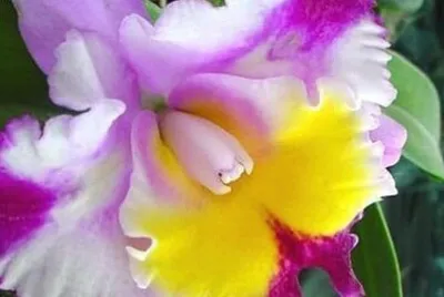 פאזל של 花賞