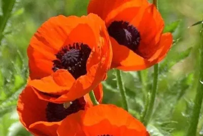 פאזל של 花賞