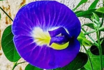 פאזל של 花賞