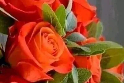 פאזל של 花賞