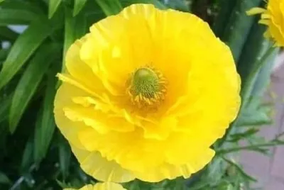 פאזל של 花賞