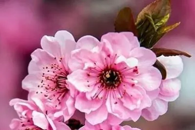 פאזל של 花賞