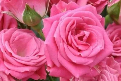 פאזל של 花賞