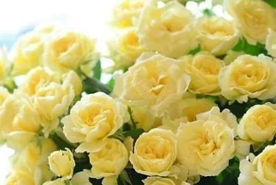 פאזל של 花賞