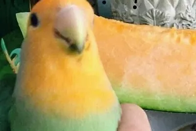Melon
