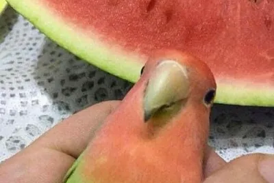 Sandia