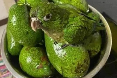 Palta