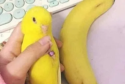 Banana