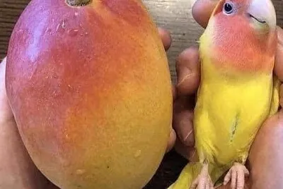 Mango