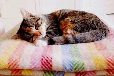 gato