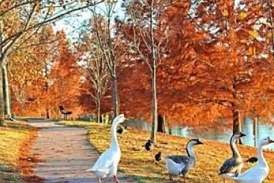 animales