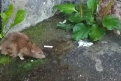 Rat in the street