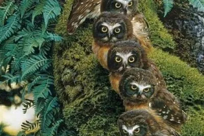 buhitos jigsaw puzzle