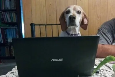 perro