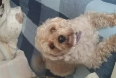 פאזל של perro