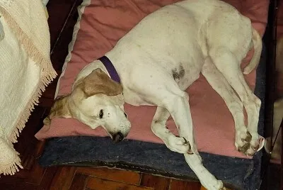 פאזל של lola