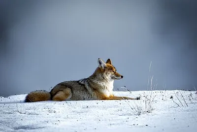 Toy