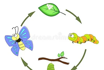 o ciclo da borboleta