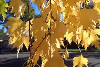 Cut Leaf Birch