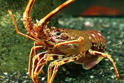 Langosta espinosa