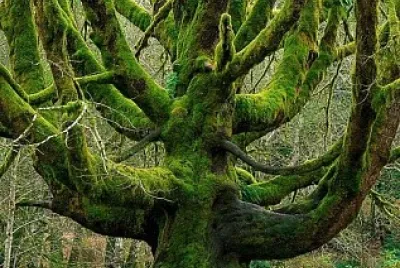 Arce jigsaw puzzle
