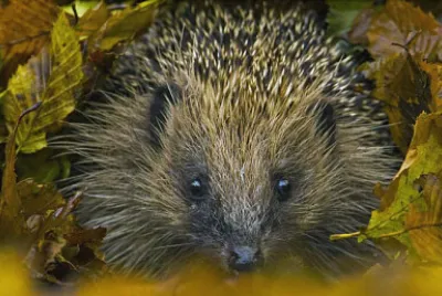 Hérisson