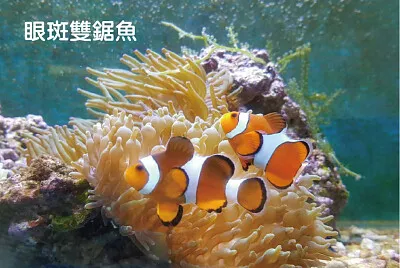 眼斑雙鋸魚
