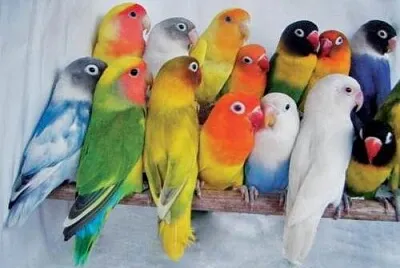 agapornis