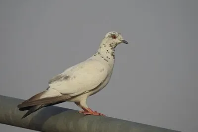 Toy