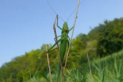 Echassier occasionnel