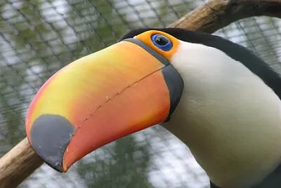Toy