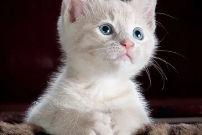 gatto bianco