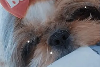 bebebe