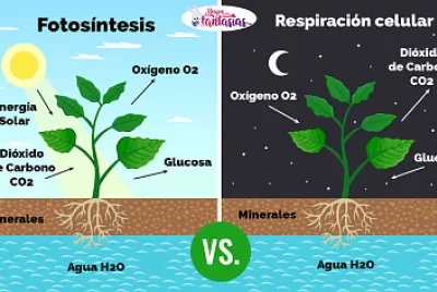 Fotosintesís de laplanta